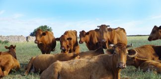 Las Illes Balears se blindan frente a la dermatosis nodular contagiosa Las Illes Balears se blindan frente a la dermatosis nodular contagiosa