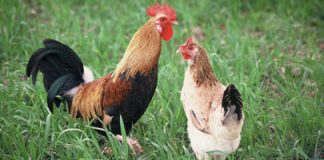 La gripe aviar obliga a reforzar las medidas en Baleares ante la situación crítica en España l Govern refuerza las medidas de protección frente a la gripe aviar en las Illes Balears ante la situación crítica en España