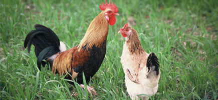 l Govern refuerza las medidas de protección frente a la gripe aviar en las Illes Balears ante la situación crítica en España