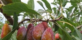 Agricultura pone en valor las variedades locales de frutales de las Illes Balears Agricultura pone en valor las variedades locales de frutales de las Illes Balears