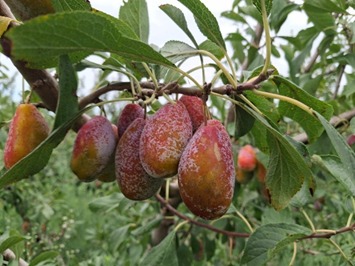 Agricultura pone en valor las variedades locales de frutales de las Illes Balears