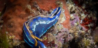 71 nuevas especies de opistobranquios se incorporan al catálogo de Biodibal 71 nuevas especies de opistobranquios se incorporan al catálogo de Biodibal