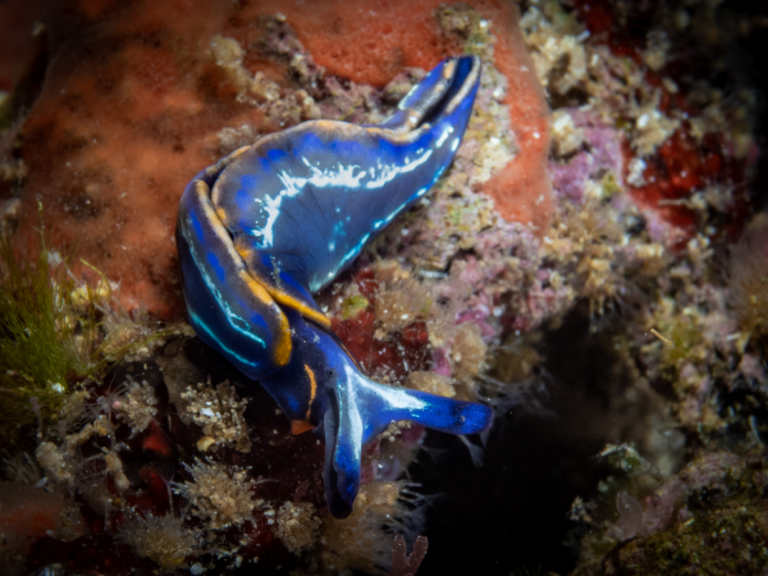 71 nuevas especies de opistobranquios se incorporan al catálogo de Biodibal