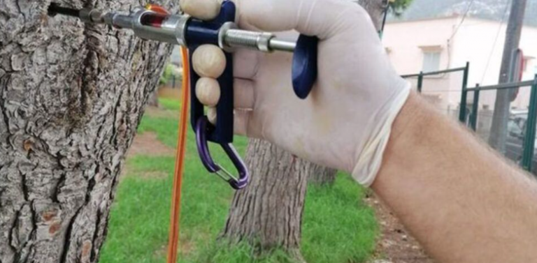 Cort realiza el tratamiento preventivo de endoterapia en más de 2.400 pinos de Palma en el marco de la campaña contra la procesionaria