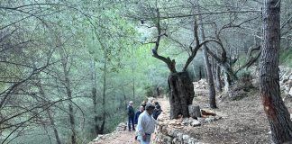 Presentación de los marges rehabilitados en un tramo de la tercera etapa de la Ruta de Pedra en Sec entre Esporles y el refugio de Can Boi Presentación de los marges rehabilitados en un tramo de la tercera etapa de la Ruta de Pedra en Sec entre Esporles y el refugio de Can Boi