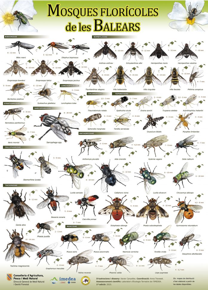 El Govern y el IMEDEA publican un nuevo póster divulgativo sobre los polinizadores de las Illes Balears