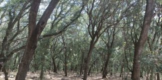 Refuerzo en la lucha contra el ‘banyarriquer’ para proteger sus encinares Refuerzo en la lucha contra el ‘banyarriquer’ para proteger sus encinares