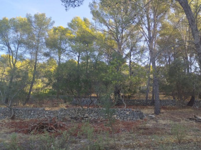 Nueva convocatoria de ayudas para la prevención de incendios forestales con una dotación inicial de 1,5 millones de euros