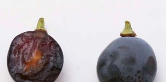 Incorporación de nuevas variedades locales de uva a la IGP Mallorca y adapta la normativa de la DOP Pla i Llevant frente al cambio climático Incorporación de nuevas variedades locales de uva a la IGP Mallorca y adapta la normativa de la DOP Pla i Llevant frente al cambio climático