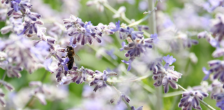 El Centro Multidisciplinar para la Biodiversidad Balear sitúa a la UIB como nodo digital de referencia en datos de biodiversidad El Centro Multidisciplinar para la Biodiversidad Balear sitúa a la UIB como nodo digital de referencia en datos de biodiversidad