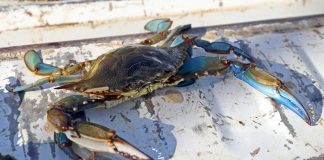 Refuerzo del control del cangrejo azul para combatir la proliferación de esta especie invasora Refuerzo del control del cangrejo azul para combatir la proliferación de esta especie invasora