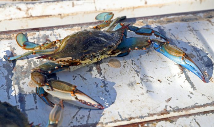Refuerzo del control del cangrejo azul para combatir la proliferación de esta especie invasora