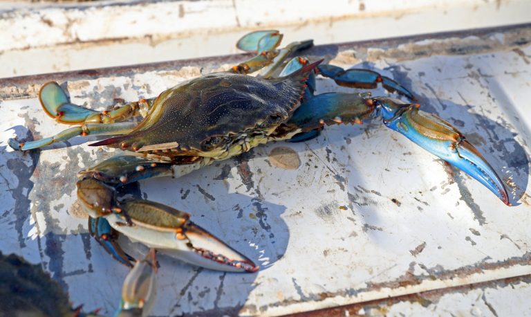 Refuerzo del control del cangrejo azul para combatir la proliferación de esta especie invasora