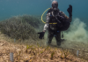 Nuevas técnicas más sostenibles y rentables impulsan la restauración de praderas de posidonia en el Mediterráneo Nuevas técnicas más sostenibles y rentables impulsan la restauración de praderas de posidonia en el Mediterráneo