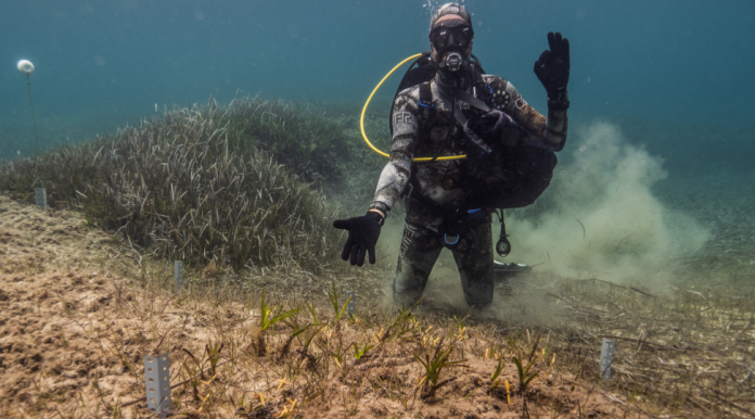 Nuevas técnicas más sostenibles y rentables impulsan la restauración de praderas de posidonia en el Mediterráneo Nuevas técnicas más sostenibles y rentables impulsan la restauración de praderas de posidonia en el Mediterráneo