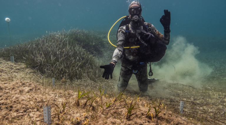 Nuevas técnicas más sostenibles y rentables impulsan la restauración de praderas de posidonia en el Mediterráneo