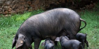 El Govern consolida la vigilancia sanitaria porcina con más de 2.100 muestras analizadas en tres años y ningún positivo de PPA El Govern consolida la vigilancia sanitaria porcina con más de 2.100 muestras analizadas en tres años y ningún positivo de PPA