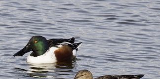 Requisitos sanitarios para la participación de animales en las beneïdes de Sant Antoni 2026 Requisitos sanitarios para la participación de animales en las beneïdes de Sant Antoni 2026