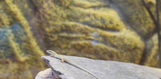 El Govern y la Fundación BIOPARC sellan un acuerdo para reforzar la conservación de la fauna silvestre protegida de Baleares El Govern y la Fundación BIOPARC sellan un acuerdo para reforzar la conservación de la fauna silvestre protegida de Baleares