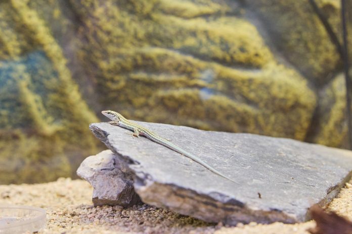 El Govern y la Fundación BIOPARC sellan un acuerdo para reforzar la conservación de la fauna silvestre protegida de Baleares