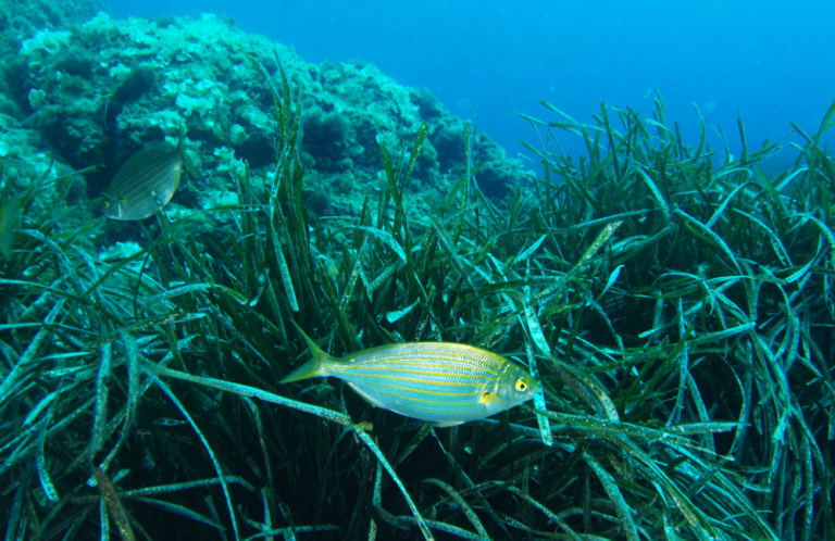 Inteligencia artificial desde el espacio para seguir el pulso de las praderas marinas del Mediterráneo