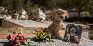 Mallorca inicia los trámites para una nueva infraestructura de tratamiento e incineración de animales muertos en Mallorca Mallorca inicia los trámites para una nueva infraestructura de tratamiento e incineración de animales muertos en Mallorca