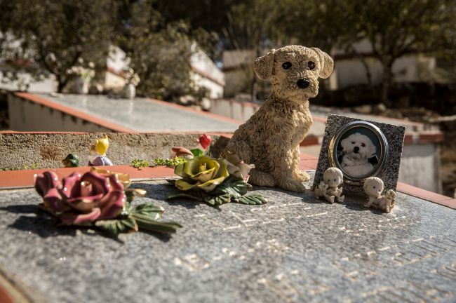 Mallorca inicia los trámites para una nueva infraestructura de tratamiento e incineración de animales muertos en Mallorca