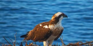 El Govern habilita una cámara en directo para seguir el nido del águila pescadora en el Parque Natural de la Península de Llevant El Govern habilita una cámara en directo para seguir el nido del águila pescadora en el Parque Natural de la Península de Llevant