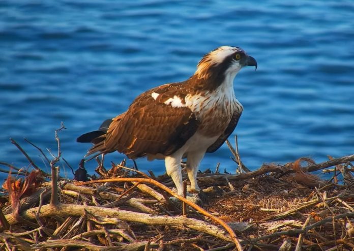 El Govern habilita una cámara en directo para seguir el nido del águila pescadora en el Parque Natural de la Península de Llevant