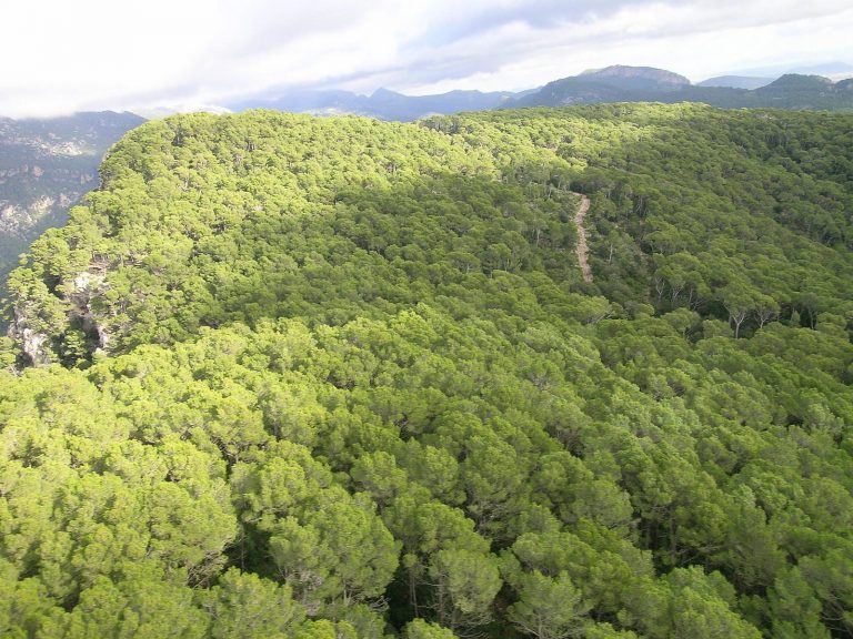 Balears, pioneras en una metodología innovadora para medir y potenciar el carbono de sus bosques