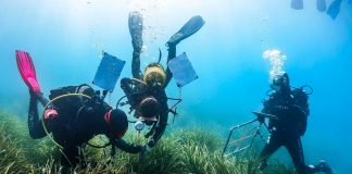 Más de la mitad de las estaciones de la Red Posidonia presentan un estado «bueno» o «muy bueno» Más de la mitad de las estaciones de la Red Posidonia presentan un estado «bueno» o «muy bueno»