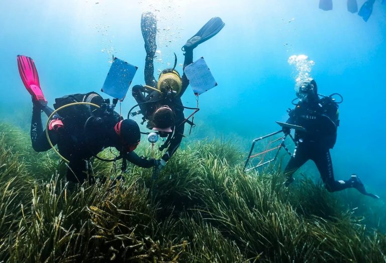 Más de la mitad de las estaciones de la Red Posidonia presentan un estado «bueno» o «muy bueno»