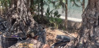 El Govern intensifica el control de viveros para frenar la entrada de serpientes invasoras en Baleares El Govern intensifica el control de viveros para frenar la entrada de serpientes invasoras en Baleares