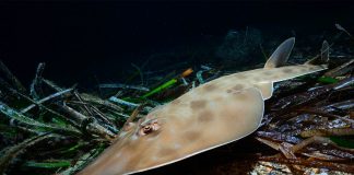 El Plan de Conservación Marina abre una oportunidad para recuperar el mar balear, pero exige resultados efectivos El Plan de Conservación Marina abre una oportunidad para recuperar el mar balear, pero exige resultados efectivos