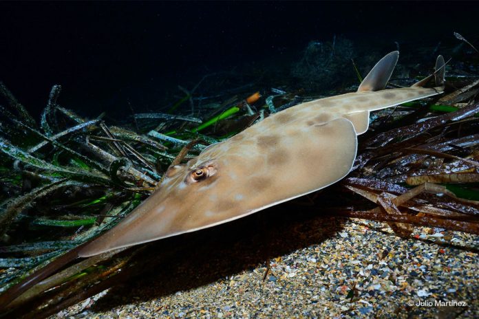 El Plan de Conservación Marina abre una oportunidad para recuperar el mar balear, pero exige resultados efectivos