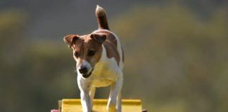 Llucmajor instalará elementos de agility en las Zonas de Ocio Canino del municipio Llucmajor instalará elementos de agility en las Zonas de Ocio Canino del municipio