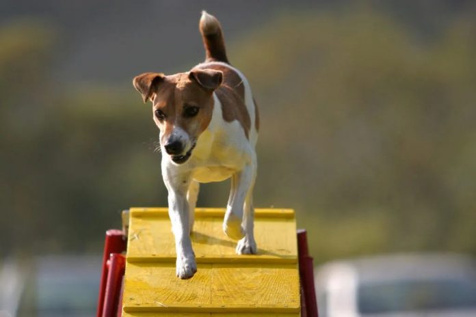 Llucmajor instalará elementos de agility en las Zonas de Ocio Canino del municipio