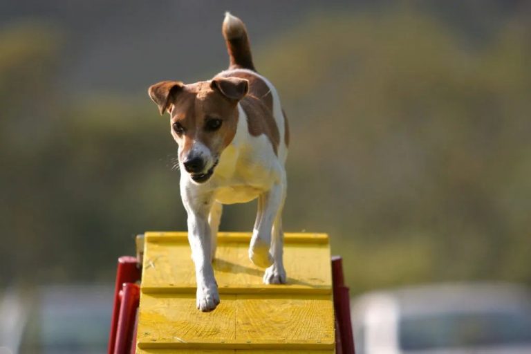 Llucmajor instalará elementos de agility en las Zonas de Ocio Canino del municipio