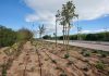 Palma planta 35 árboles y más de 1.000 arbustivas en el corredor verde del Camí de Las Maravillas Palma planta 35 árboles y más de 1.000 arbustivas en el corredor verde del Camí de Las Maravillas