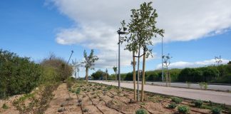 Palma planta 35 árboles y más de 1.000 arbustivas en el corredor verde del Camí de Las Maravillas Palma planta 35 árboles y más de 1.000 arbustivas en el corredor verde del Camí de Las Maravillas