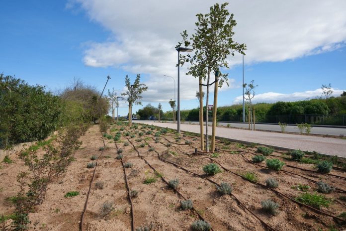Palma planta 35 árboles y más de 1.000 arbustivas en el corredor verde del Camí de Las Maravillas