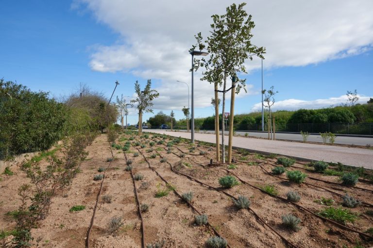 Palma planta 35 árboles y más de 1.000 arbustivas en el corredor verde del Camí de Las Maravillas