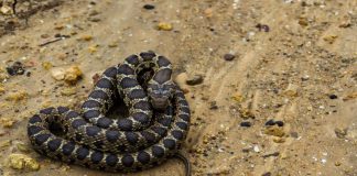 El GOB reclama una ley balear de bioseguridad tras su reunión interinsular en Ibiza El GOB reclama una ley balear de bioseguridad tras su reunión interinsular en Ibiza