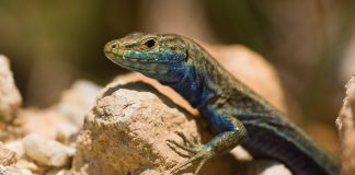 El GOB pide reforzar la protección marina y la vigilancia en el nuevo Plan Rector de Cabrera El GOB pide reforzar la protección marina y la vigilancia en el nuevo Plan Rector de Cabrera