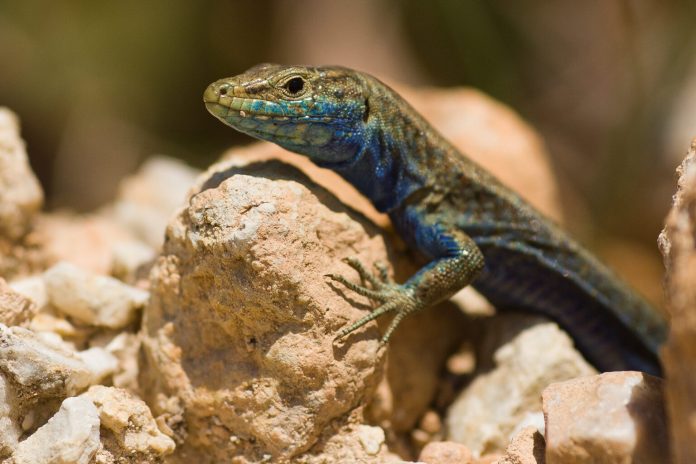 El GOB pide reforzar la protección marina y la vigilancia en el nuevo Plan Rector de Cabrera