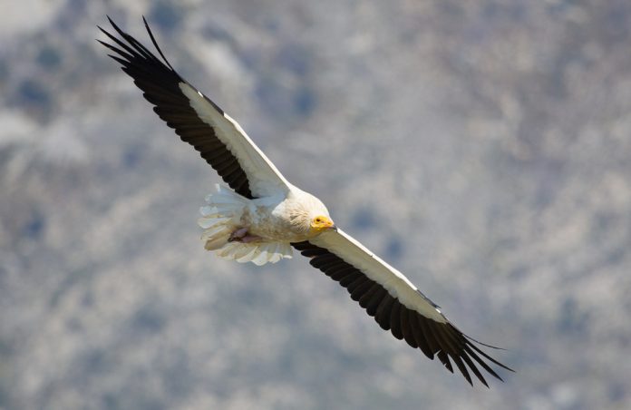 Programa de voluntariado para proteger las rapaces en el Parc Natural de la Península de Llevant