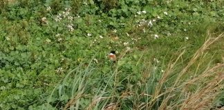 El GOB pide descartar el parque fotovoltaico de Son Bonet y convertir el espacio en un bosque urbano El GOB pide descartar el parque fotovoltaico de Son Bonet y convertir el espacio en un bosque urbano