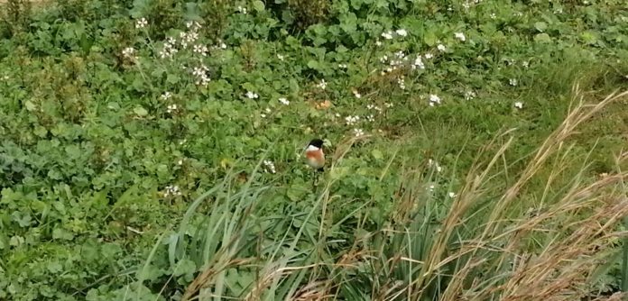 El GOB pide descartar el parque fotovoltaico de Son Bonet y convertir el espacio en un bosque urbano