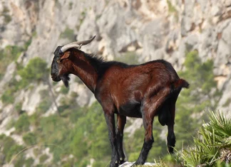 Promoción del turismo cinegético y la conservación del boc balear en la Feria Cinegética 2026 Promoción del turismo cinegético y la conservación del boc balear en la Feria Cinegética 2026