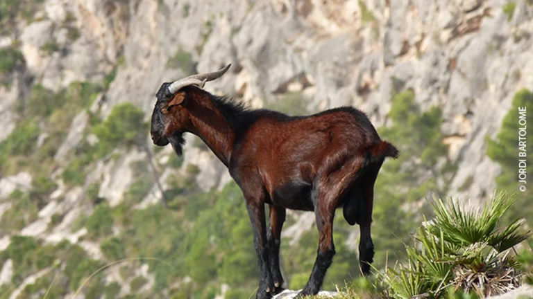 Promoción del turismo cinegético y la conservación del boc balear en la Feria Cinegética 2026